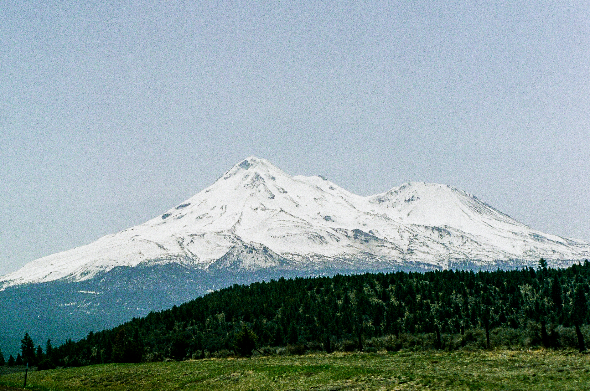 Snow-capped Mount Shasta rising above pine forest
