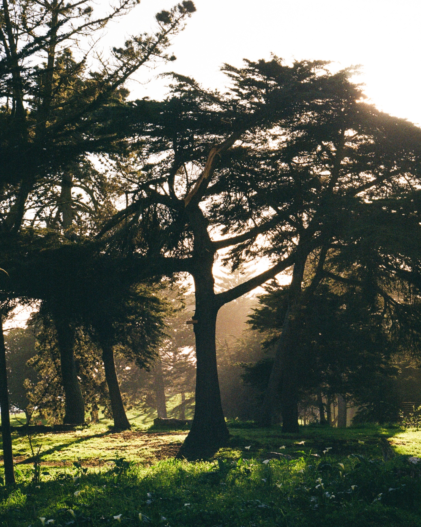 Soft Light at Sutro